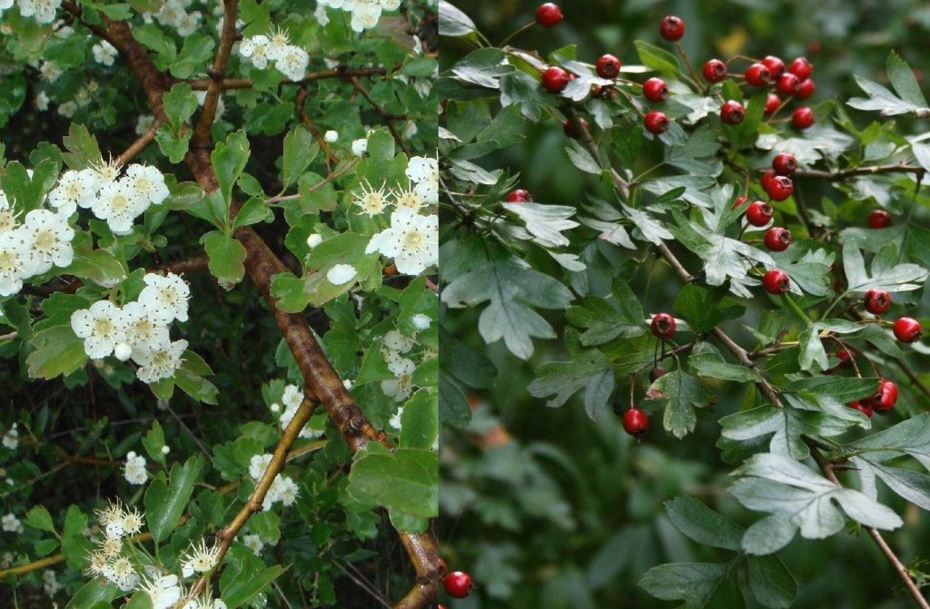 Five of the Best Native Hedging Plants